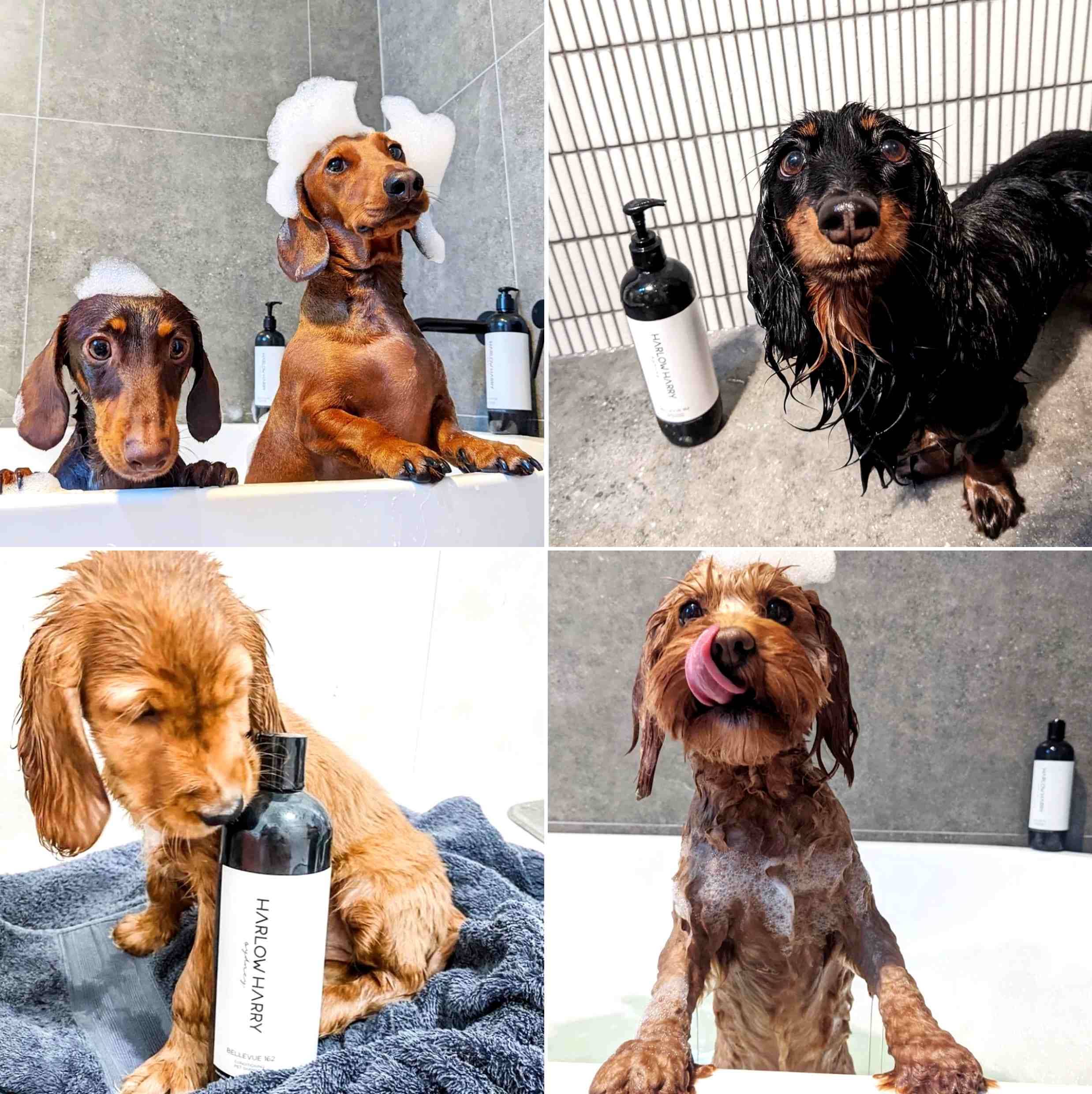 Harlow Harry: 2-in-1 Conditioning Dog Shampoo | Hunter 33 - Image 5
