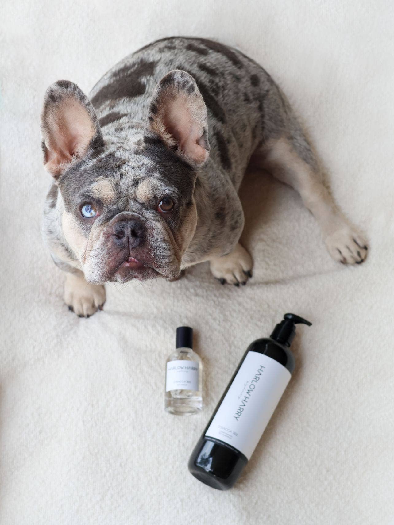Harlow Harry: 2-in-1 Conditioning Dog Shampoo | Hunter 33 - Image 6