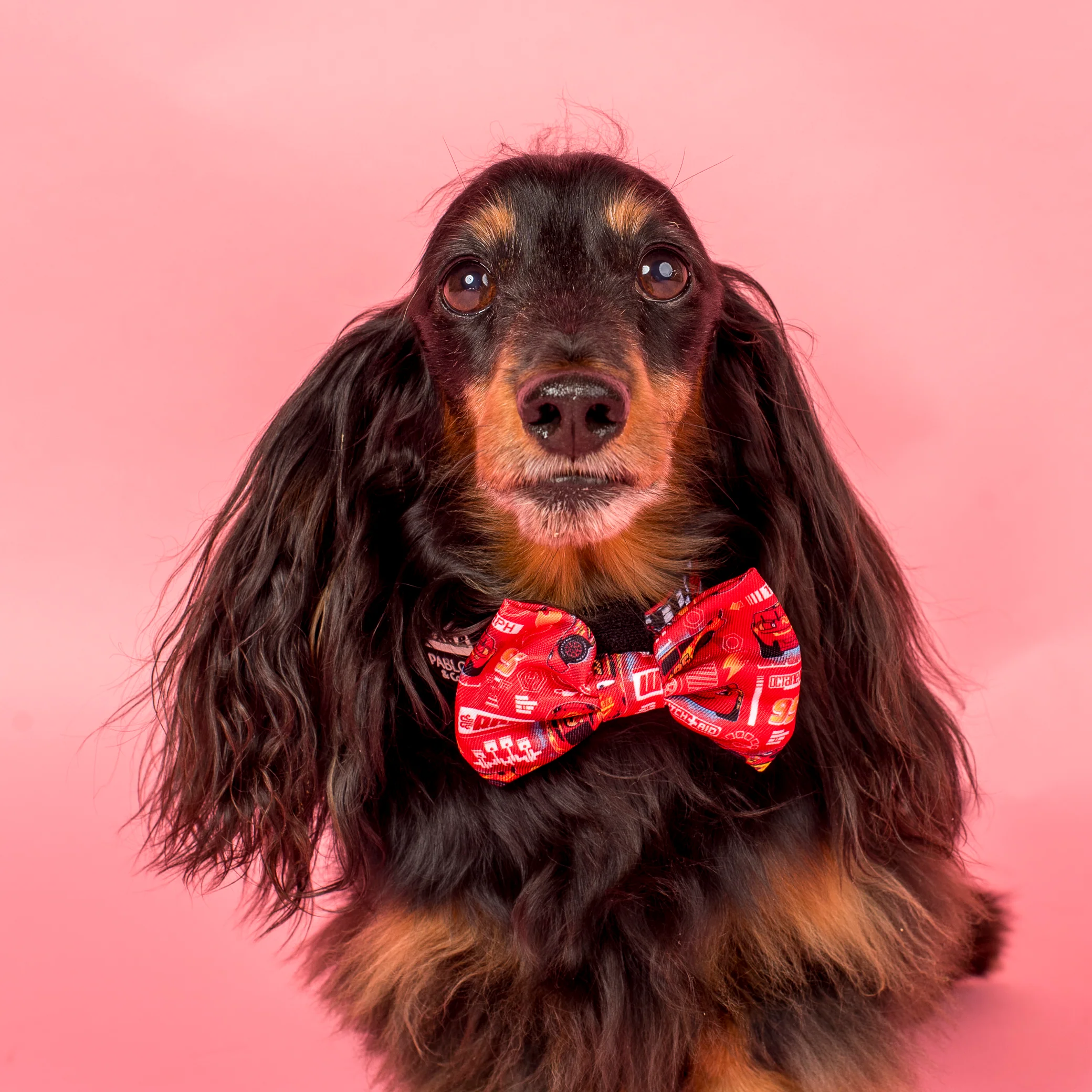 Cars: Bow Tie