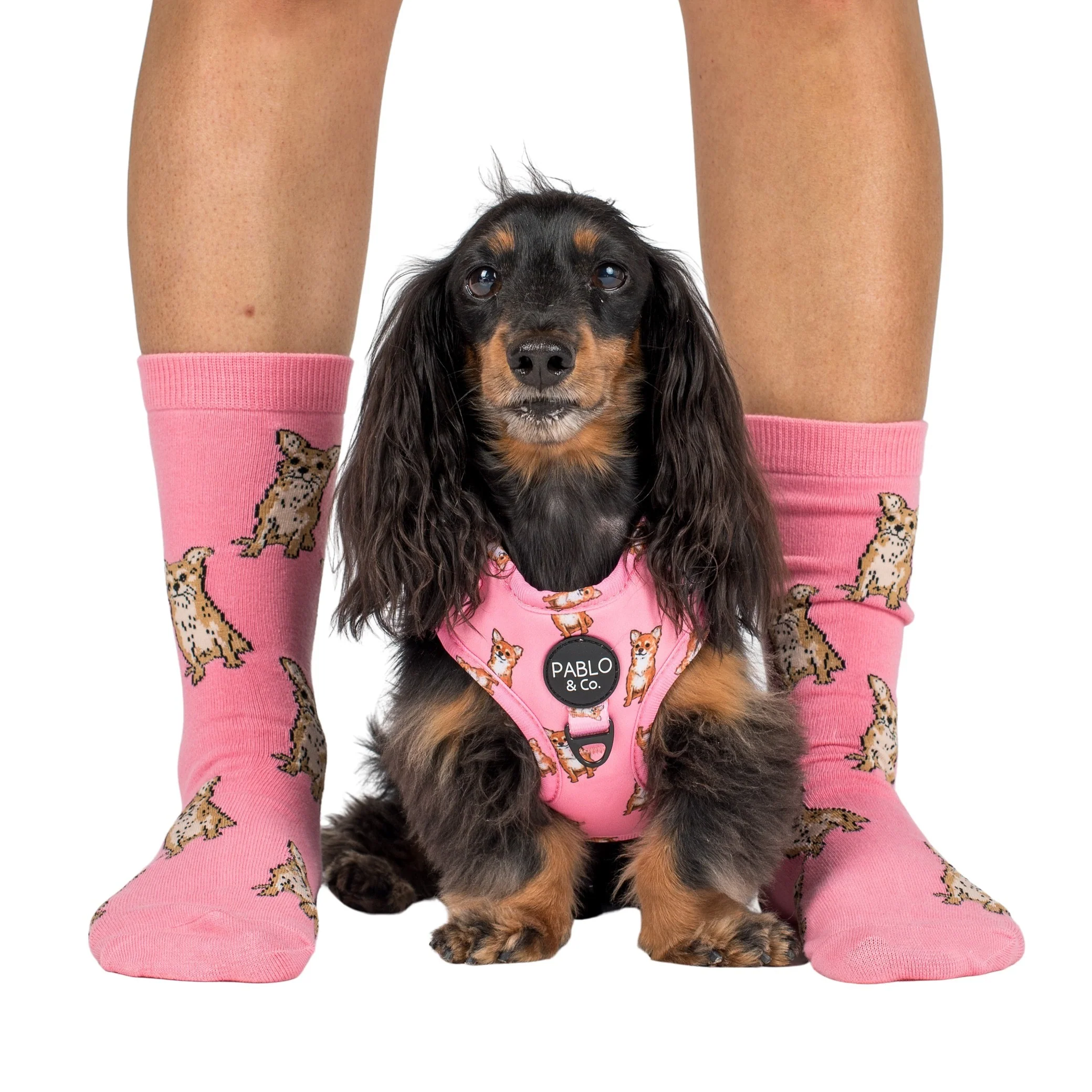 Chihuahua: Adjustable Harness - Image 5