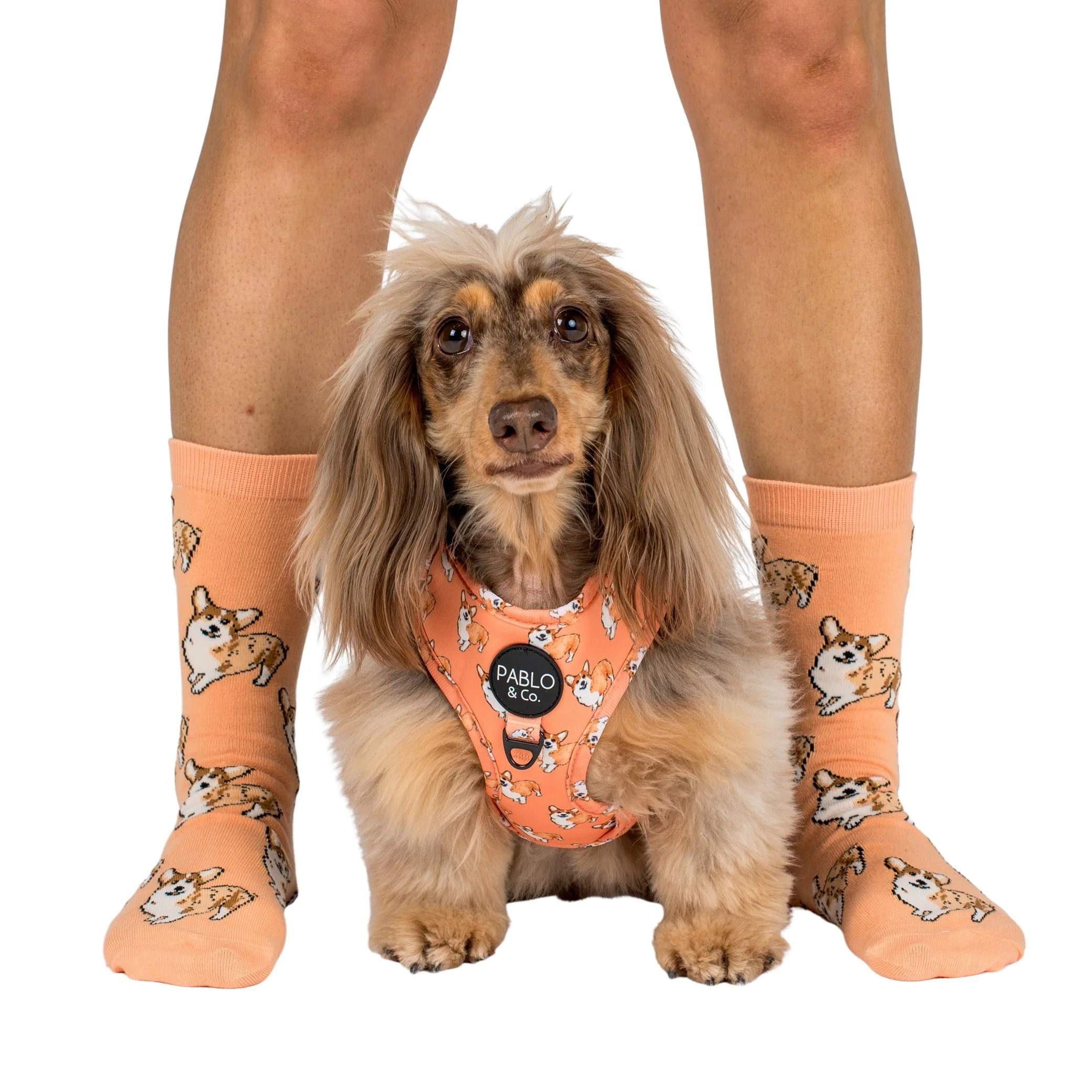 Corgi: Adjustable Harness - Image 8
