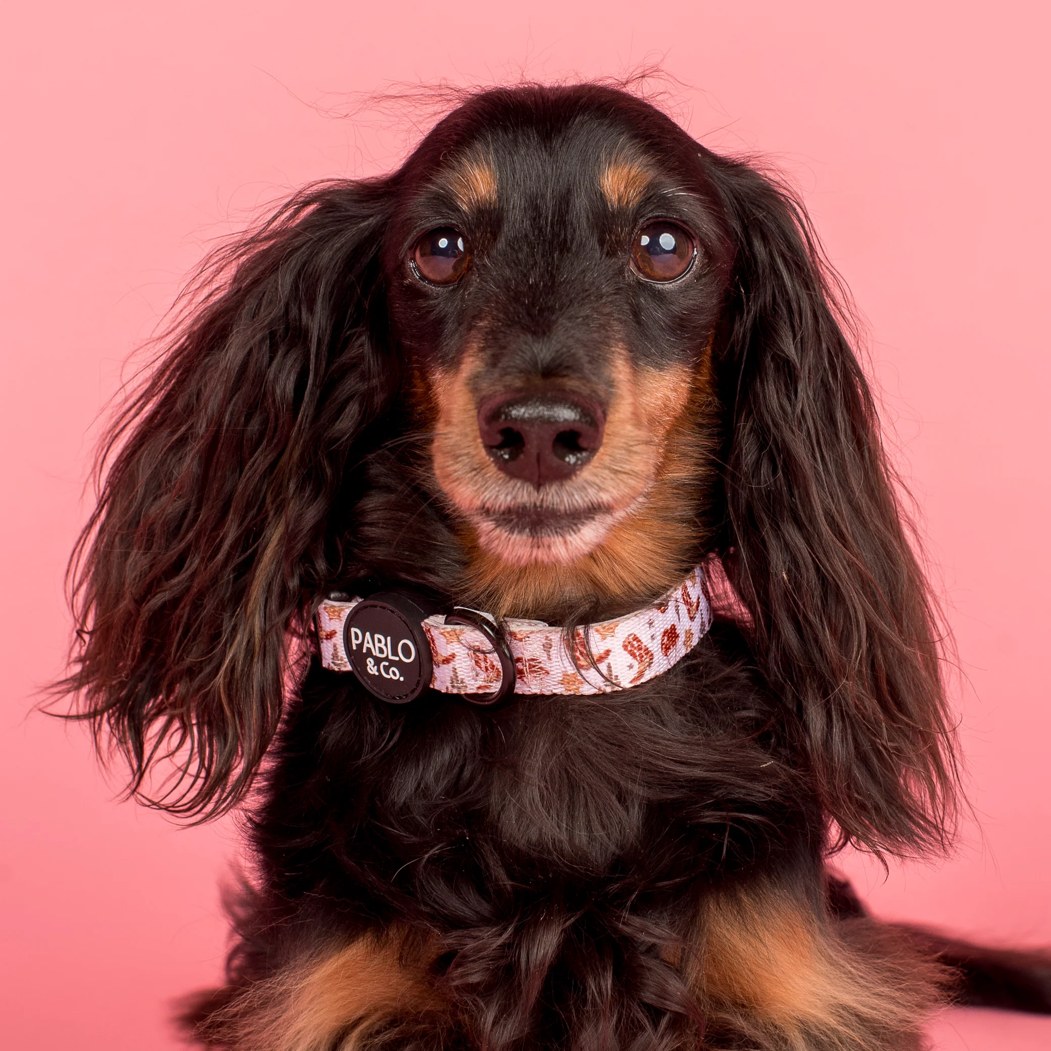 Howdy: Collar - Image 3