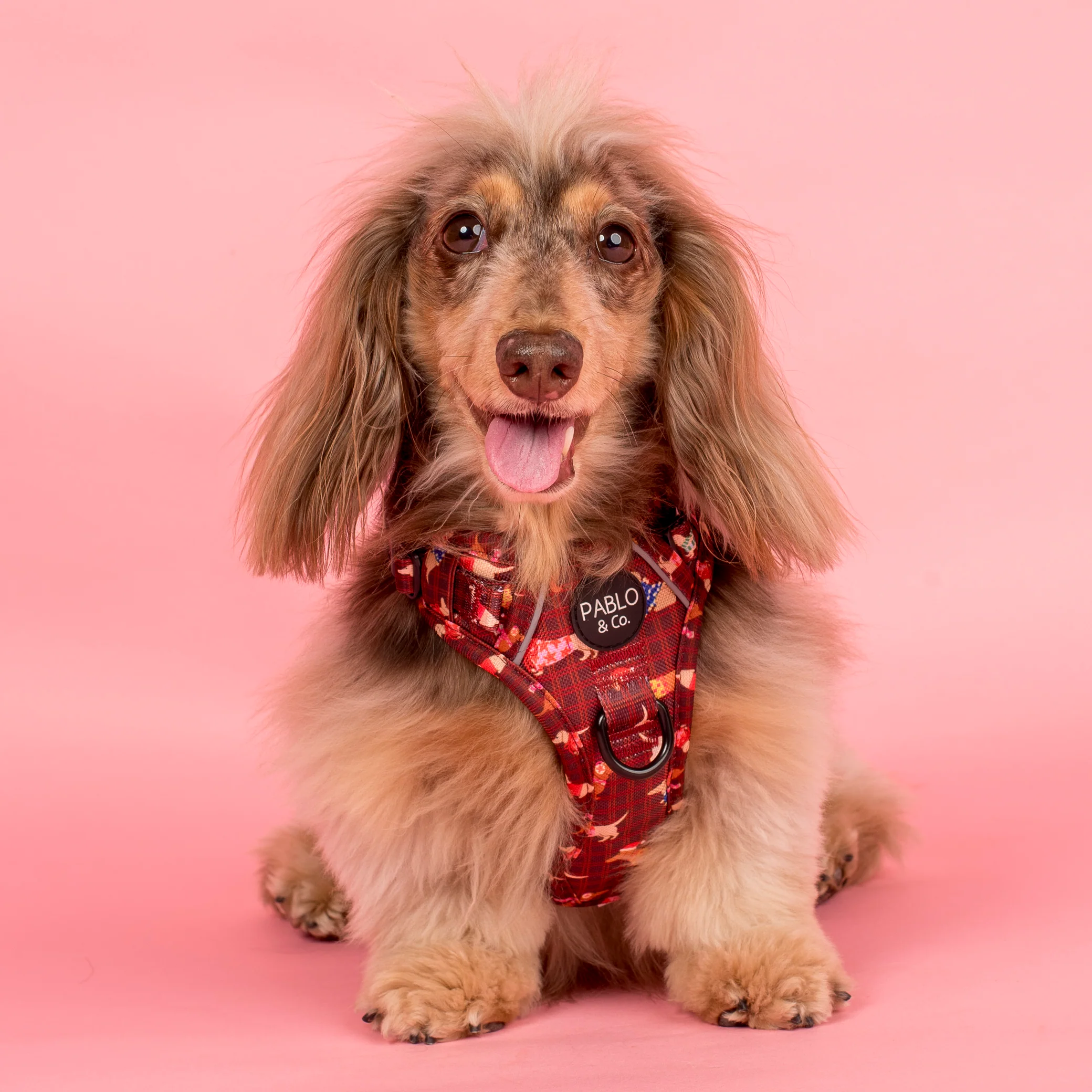 Merry Little Dachshunds: No Pull Adventure Harness