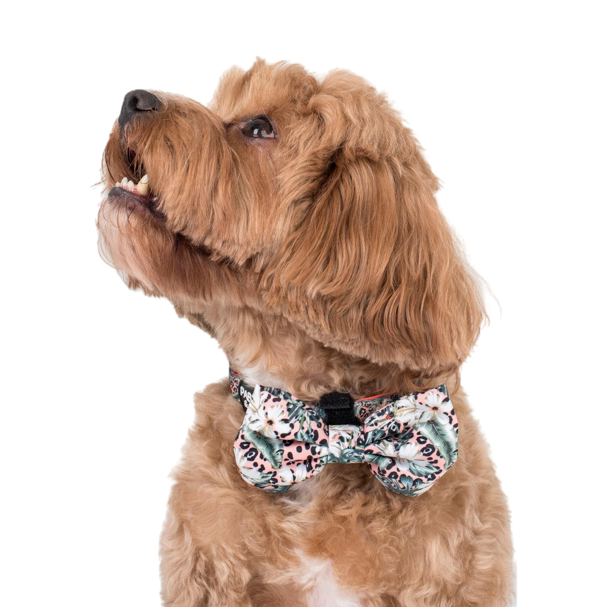 Palm Beach: Bow Tie
