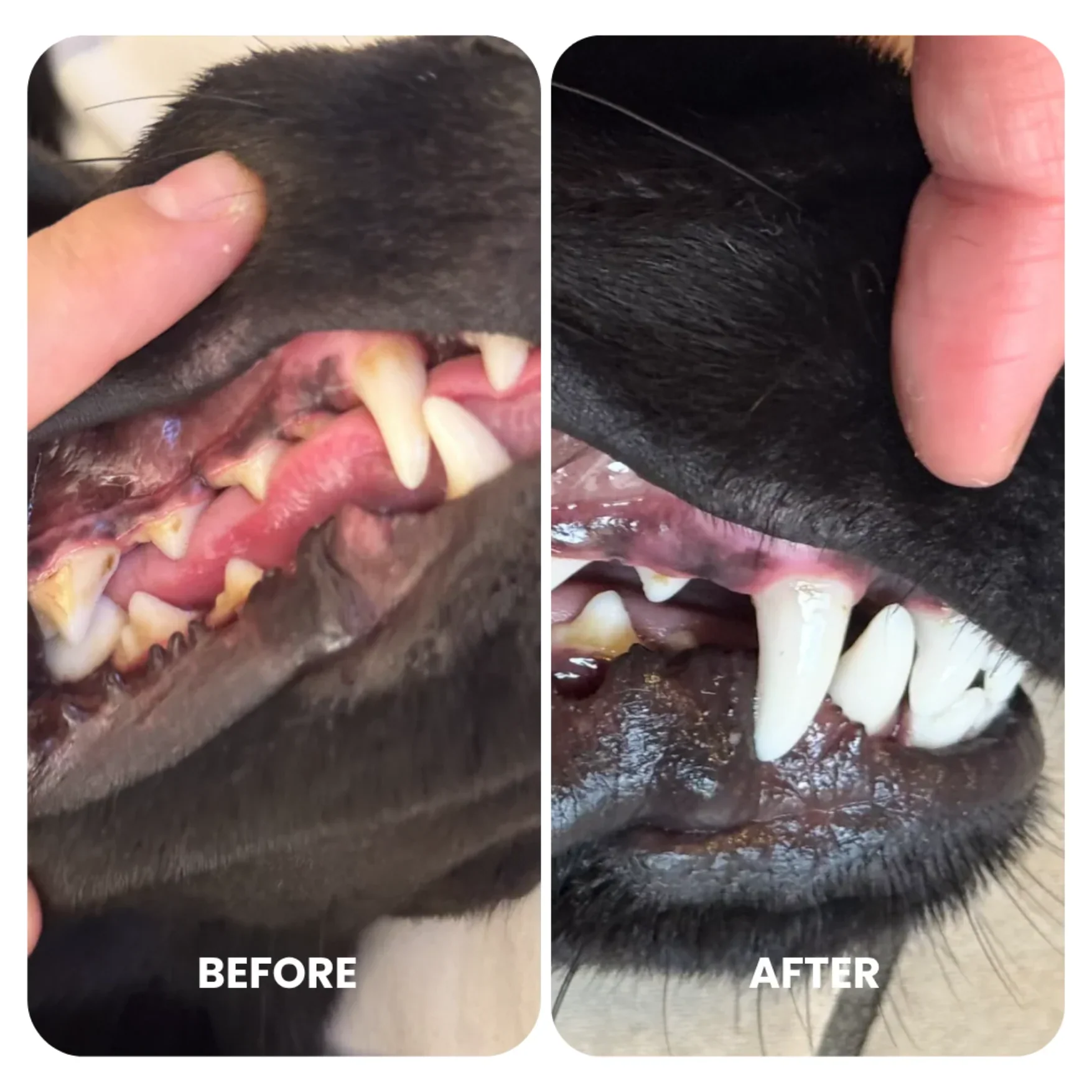 Nourish Pet Co Dental Pro+ - Image 2