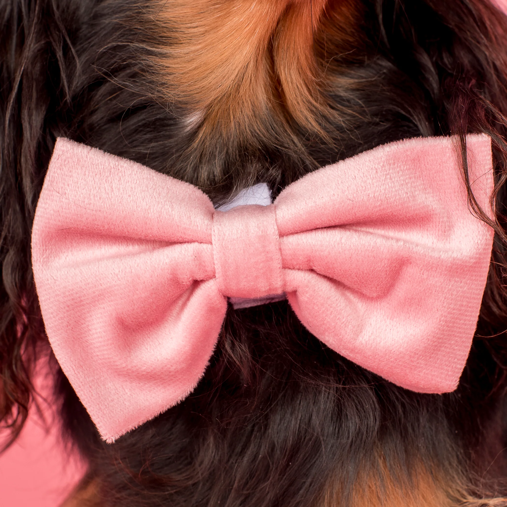 Pink Velvet Bow Tie - Image 2