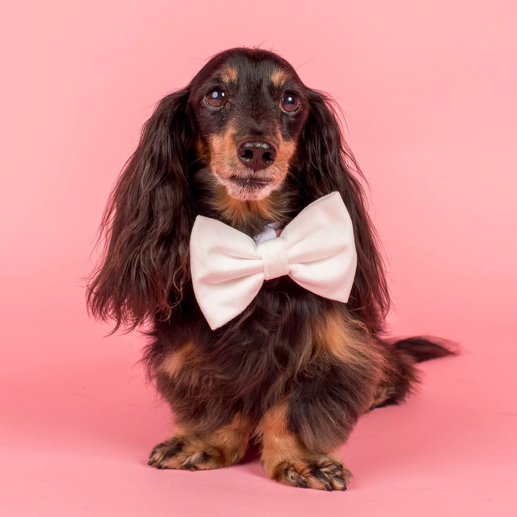 White Velvet Bow Tie